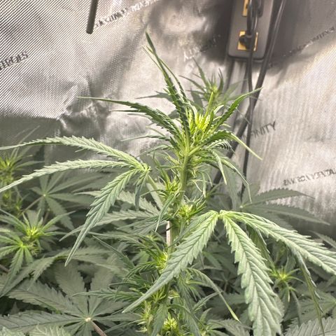 Kim growlog timeline photo