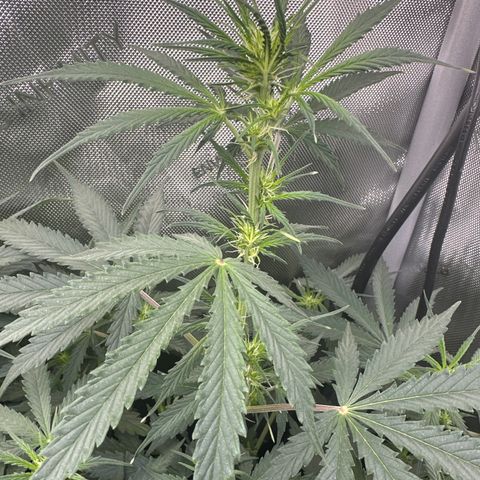 Kim growlog timeline photo