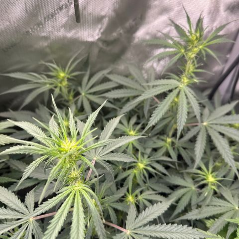 Kim growlog timeline photo