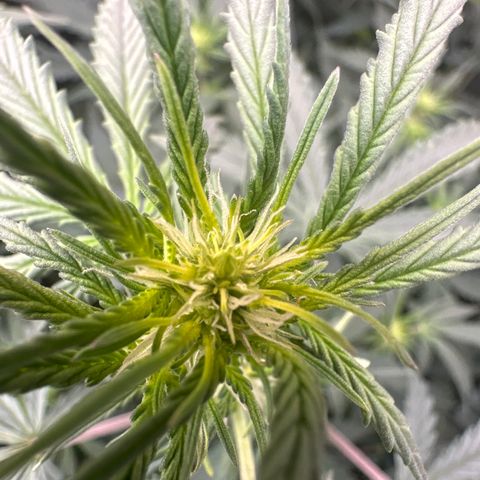 Kim growlog photo: starting to finally flower