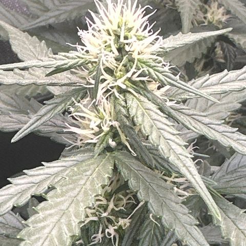 Tiny  growlog timeline photo
