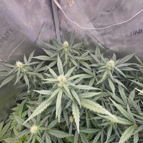 Tiny  growlog timeline photo