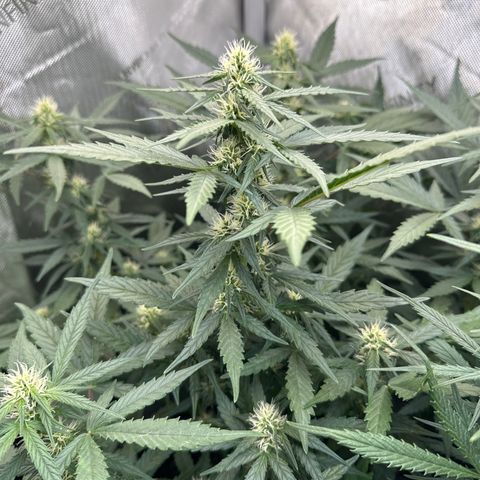 Tiny  growlog timeline photo