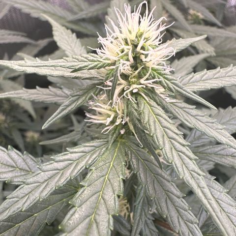Tiny  growlog timeline photo