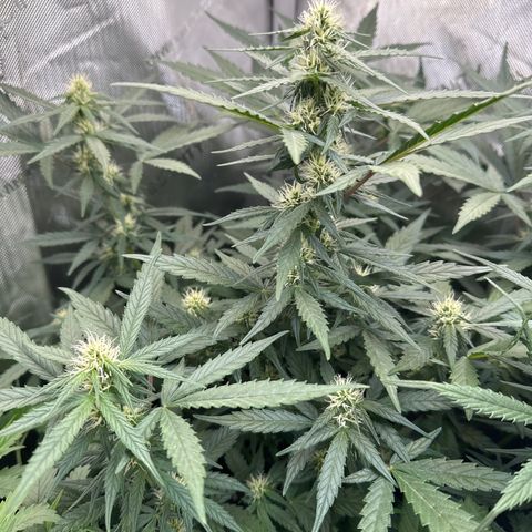 Tiny  growlog timeline photo