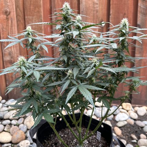 Tiny  growlog timeline photo
