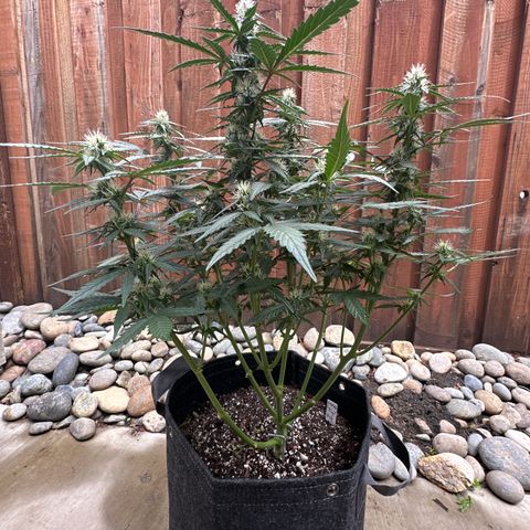 Tiny  growlog timeline photo