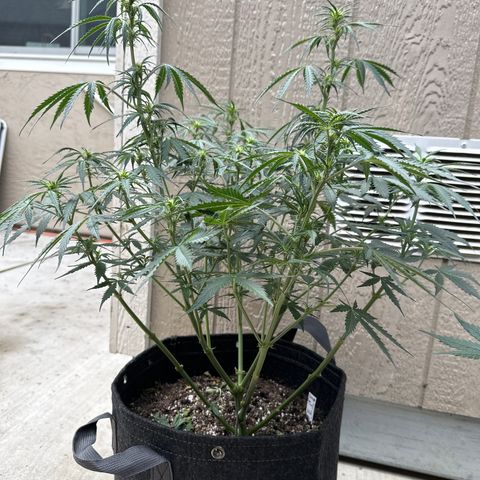 Kim growlog timeline photo