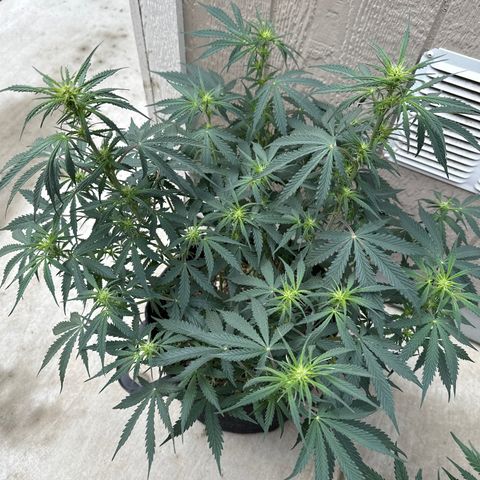 Kim growlog timeline photo