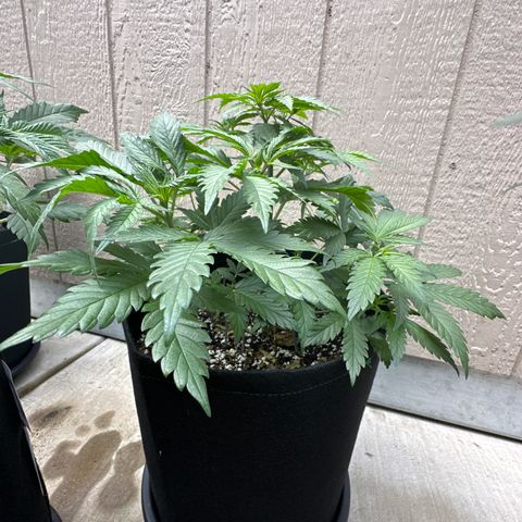 Cherry Pie - ILGM growlog timeline photo