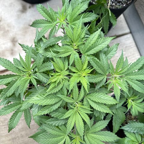 Cherry Pie - ILGM growlog timeline photo