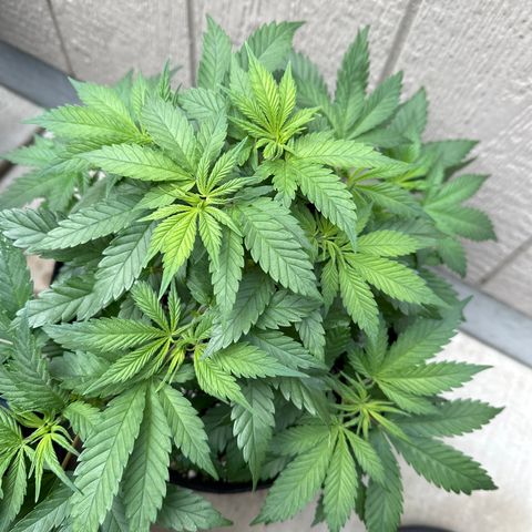 Cherry Pie - ILGM growlog timeline photo