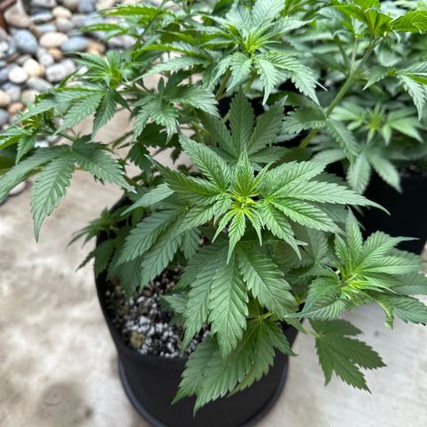 Cherry Pie - ILGM growlog timeline photo