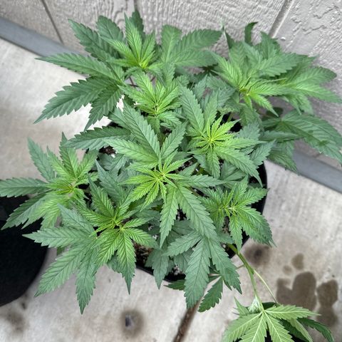 Sweet Tooth - ILGM growlog timeline photo