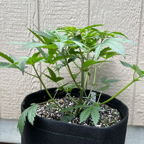 Sweet Tooth - ILGM growlog timeline photo