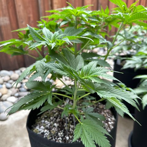 Cherry Pie - ILGM growlog timeline photo