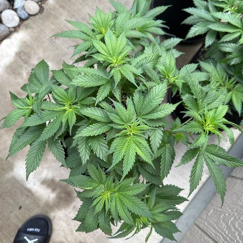 Cherry Pie - ILGM growlog timeline photo