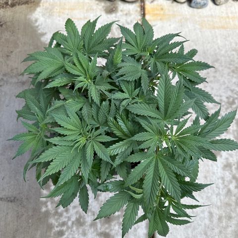 Sour Diesel - ILGM growlog timeline photo