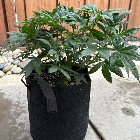 Sour Diesel - ILGM growlog timeline photo