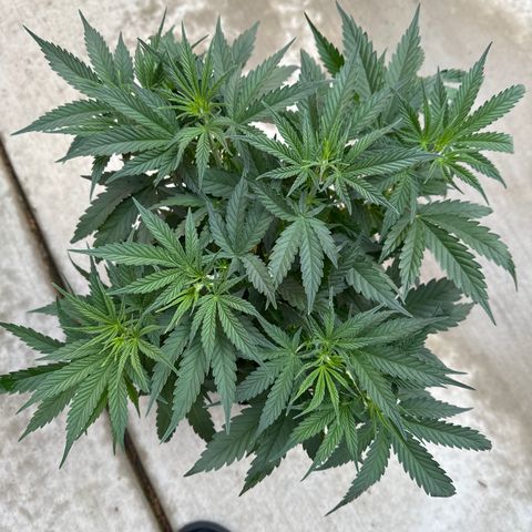 Sour Diesel - ILGM growlog timeline photo
