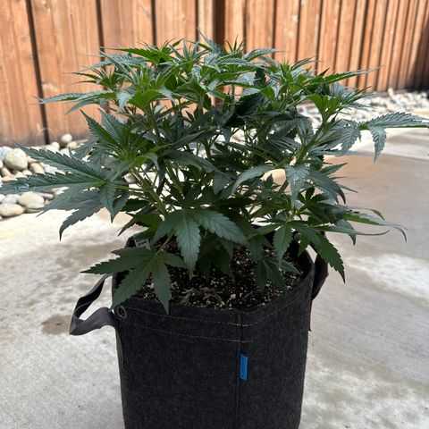 Sour Diesel - ILGM growlog timeline photo