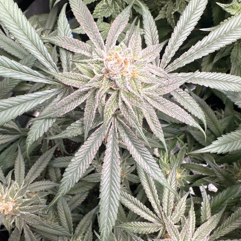 Michelle growlog photo: leaves starting to turn purple.. Signs that we are getting close!