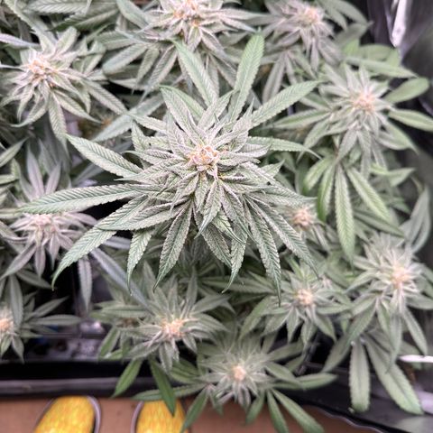 Miri Miri growlog timeline photo
