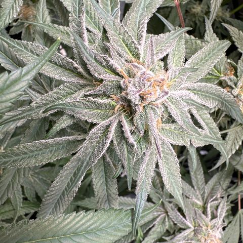 Miri Miri growlog timeline photo