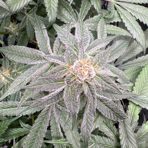 Miri Miri growlog timeline photo