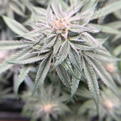 Miri Miri growlog timeline photo
