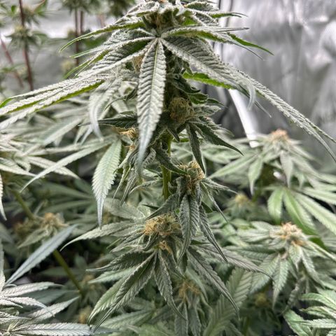 Miri Miri growlog timeline photo