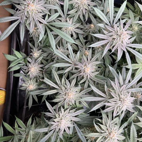 Michelle growlog timeline photo