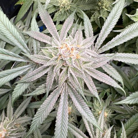 Michelle growlog timeline photo
