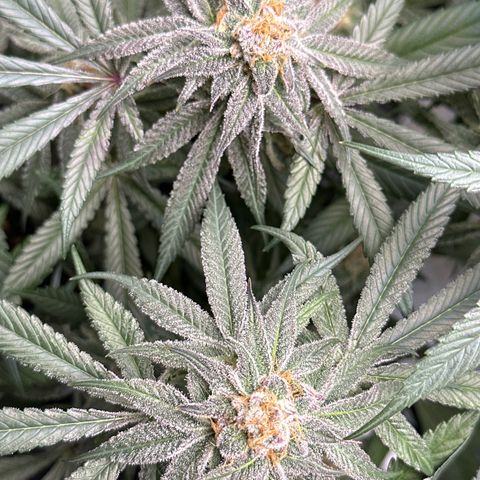 Michelle growlog timeline photo