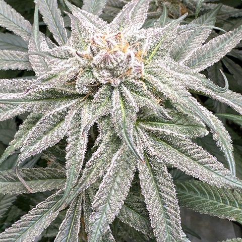 Michelle growlog timeline photo