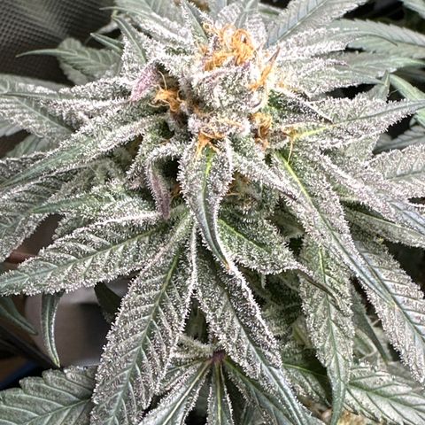 Michelle growlog timeline photo