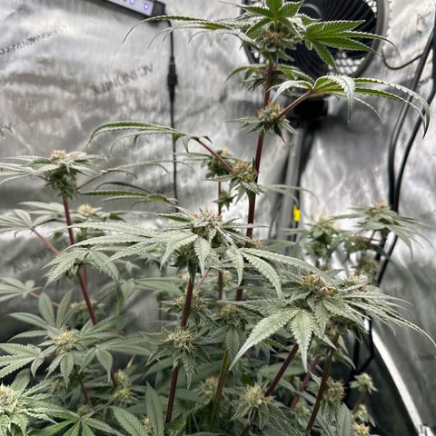 Iraida  growlog timeline photo