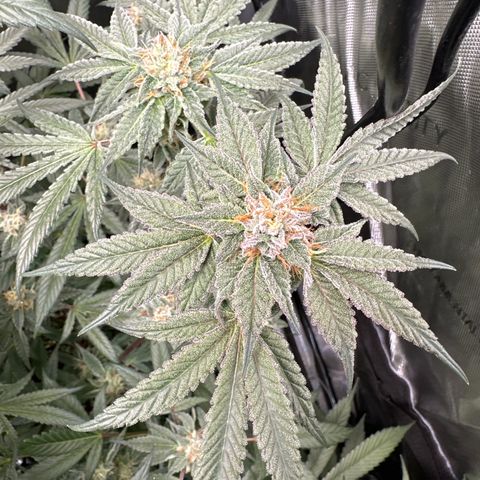 Iraida  growlog timeline photo