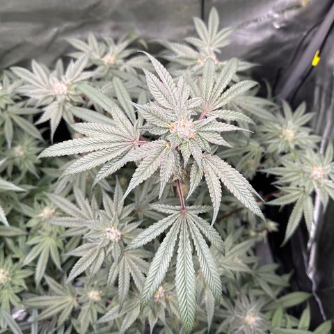 Iraida  growlog timeline photo