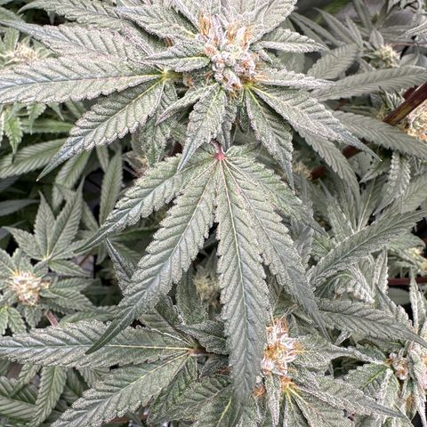 Iraida  growlog timeline photo