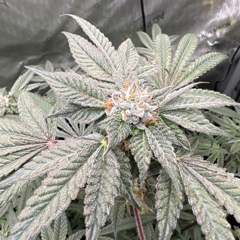 Iraida  growlog timeline photo