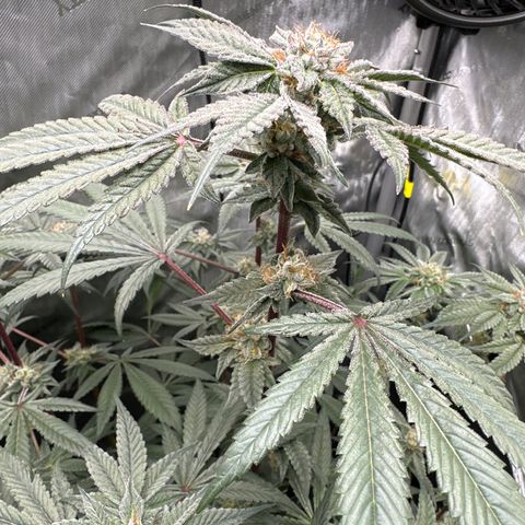Iraida  growlog timeline photo