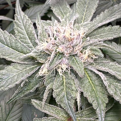 Rebecca  growlog timeline photo