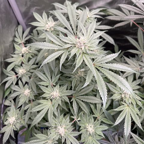 Rebecca  growlog timeline photo