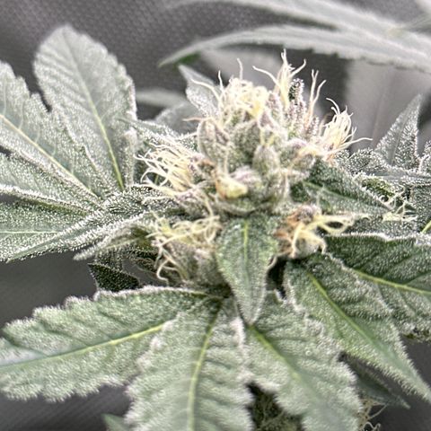 Rebecca  growlog timeline photo