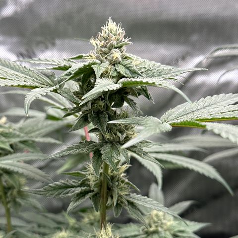Rebecca  growlog timeline photo