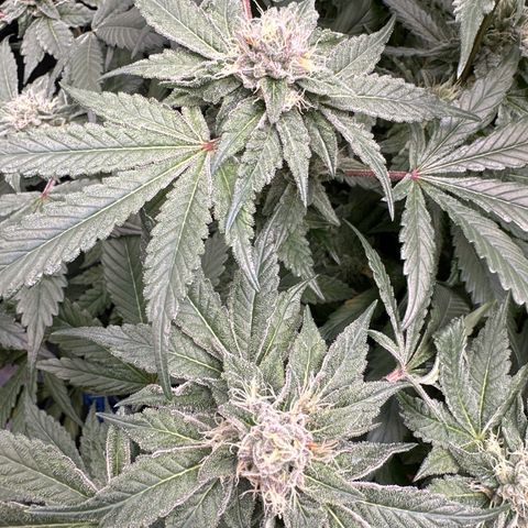 Rebecca  growlog timeline photo