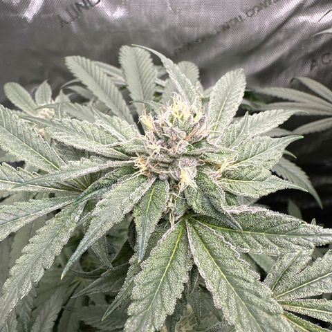 Rebecca  growlog timeline photo