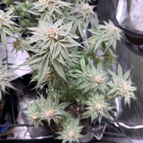 Miri Miri growlog photo: Final Fan Leaf defoliation before harvest 
