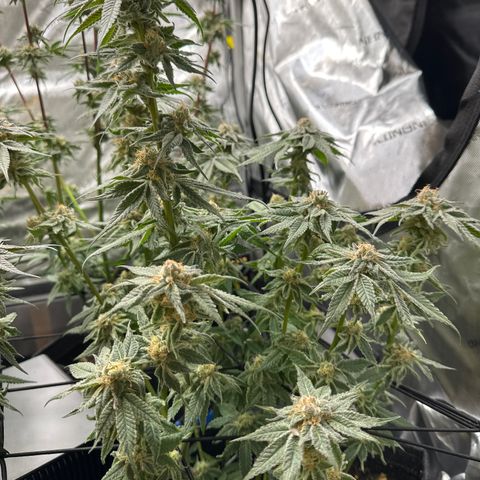 Miri Miri growlog photo: Final Fan Leaf defoliation before harvest 